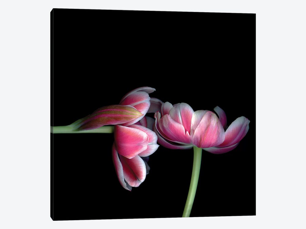 Tulips Pink XV by Magda Indigo 1-piece Canvas Artwork