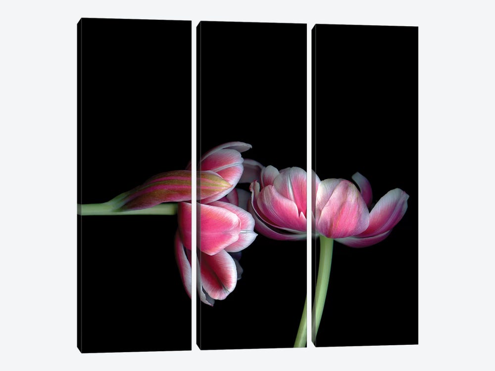 Tulips Pink XV by Magda Indigo 3-piece Canvas Art