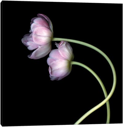 Tulips Pink II Canvas Art Print - Tulip Art
