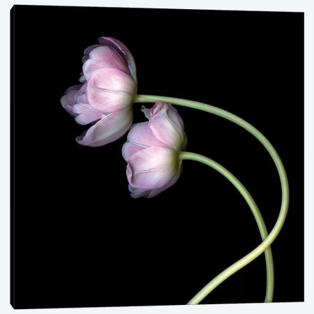 Tulips Pink II Canvas Print #MAG378} by Magda Indigo Canvas Artwork