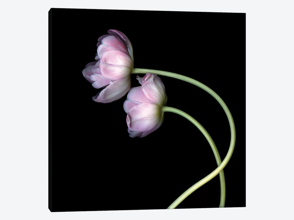 Tulips Pink II by Magda Indigo 1-piece Canvas Art Print