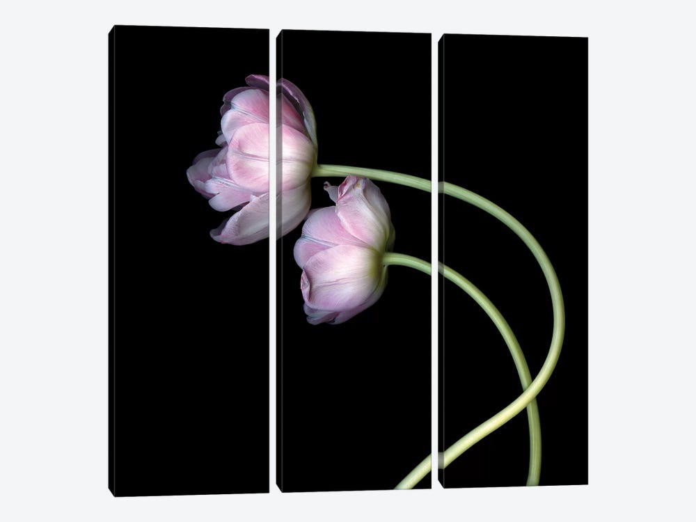 Tulips Pink II by Magda Indigo 3-piece Art Print
