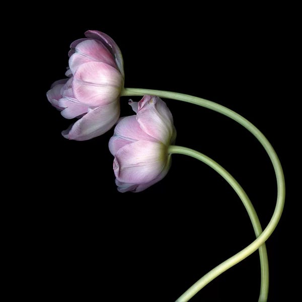 Still Life Photography: Tulips Pink II by Magda Indigo