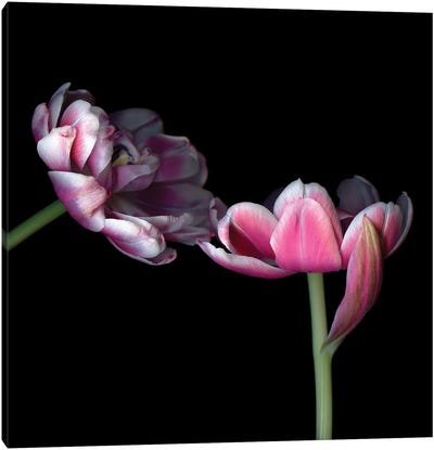 Tulips Pink IX Canvas Art Print - Tulip Art