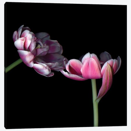 Tulips Pink IX Canvas Print #MAG379} by Magda Indigo Canvas Wall Art