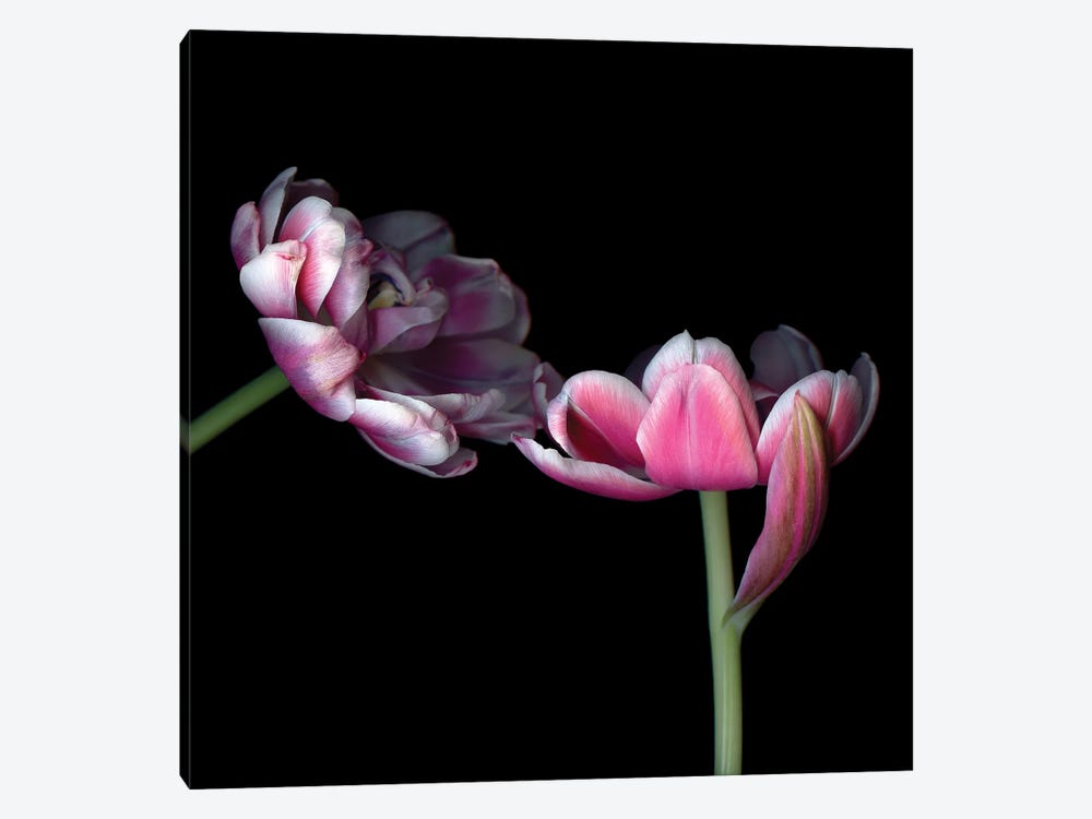 Tulips Pink IX by Magda Indigo 1-piece Canvas Wall Art