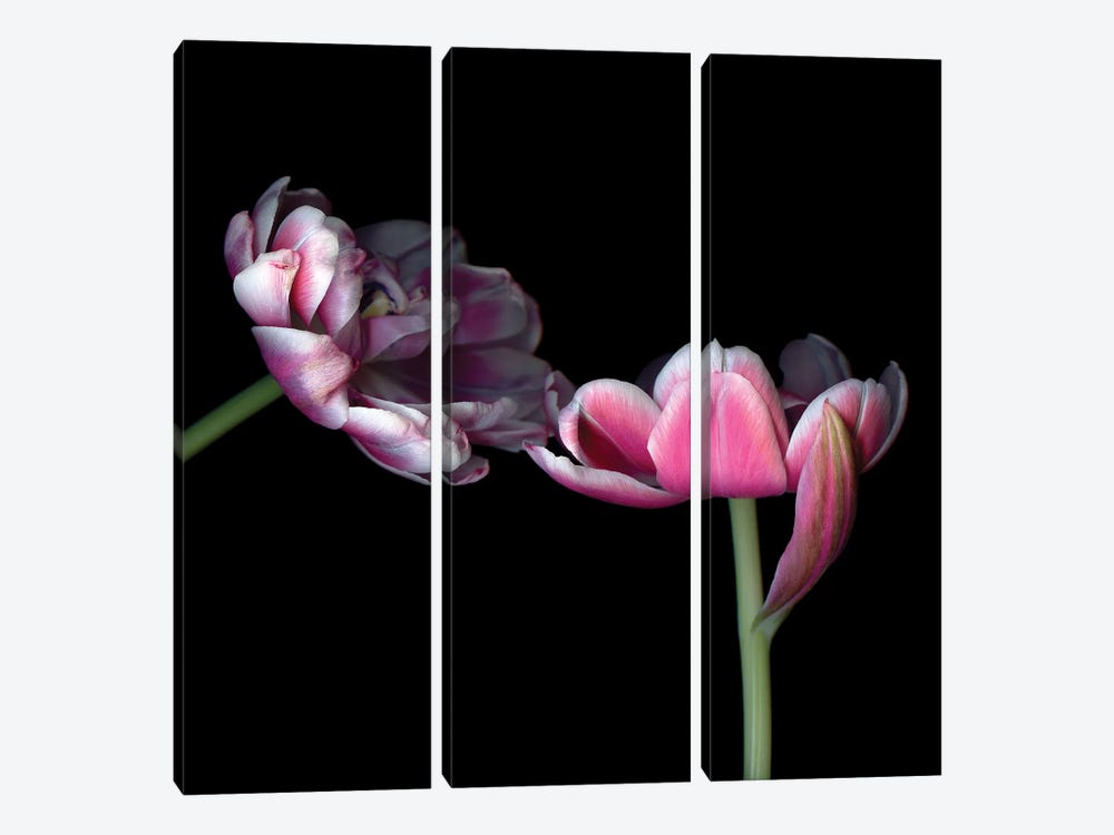 Tulips Pink IX by Magda Indigo 3-piece Canvas Artwork