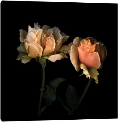 La Vie En Rose Canvas Art Print - Still Life Photography