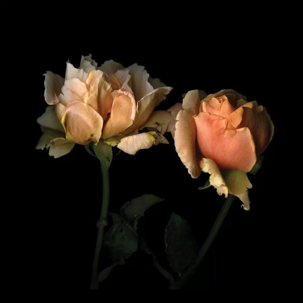 Still Life Photography: La Vie En Rose by Magda Indigo