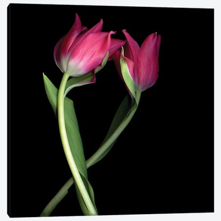 Tulips Pink I Canvas Print #MAG380} by Magda Indigo Canvas Print
