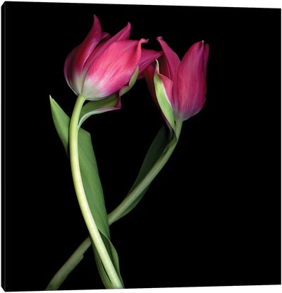 Tulips Pink I Canvas Art Print - Magda Indigo
