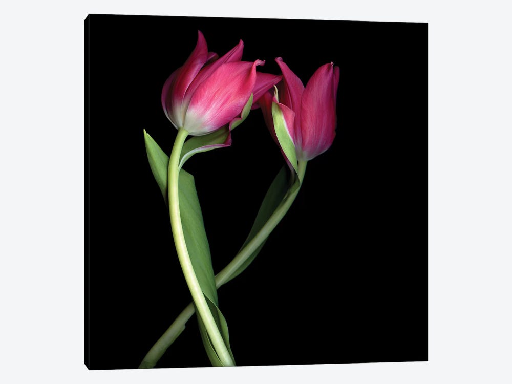 Tulips Pink I by Magda Indigo 1-piece Canvas Wall Art