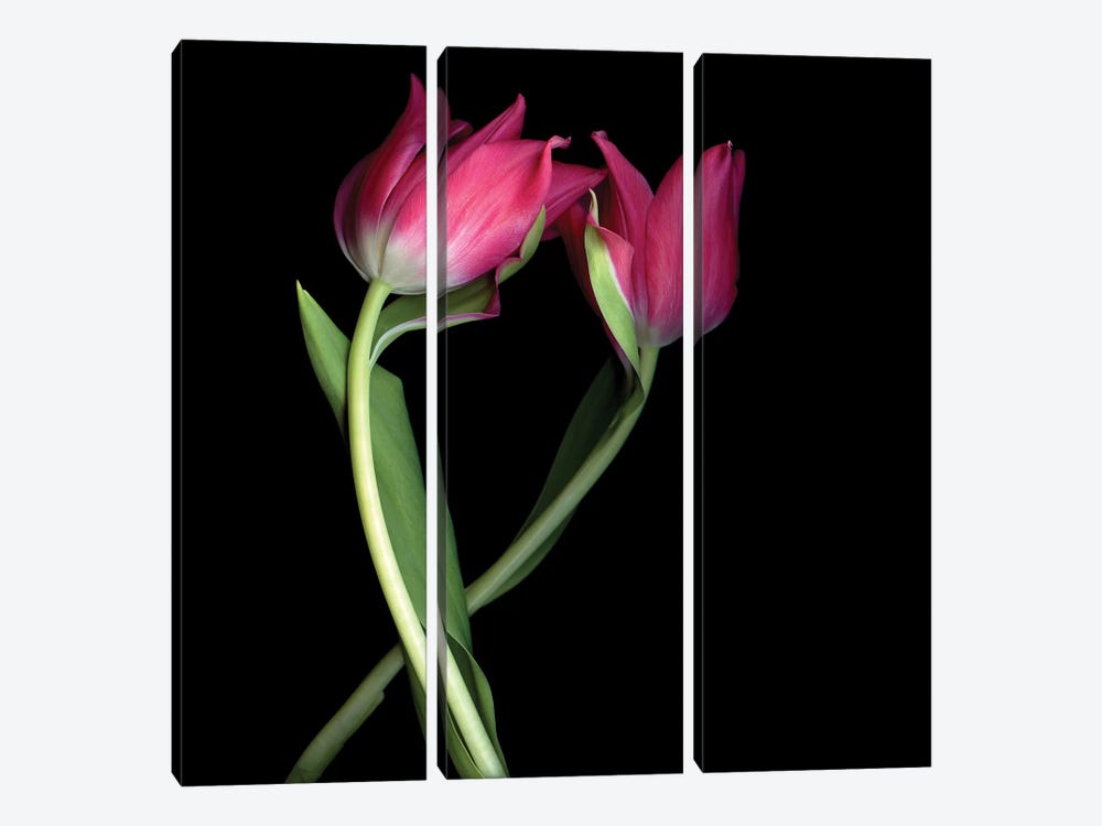 Tulips Pink I by Magda Indigo 3-piece Canvas Art