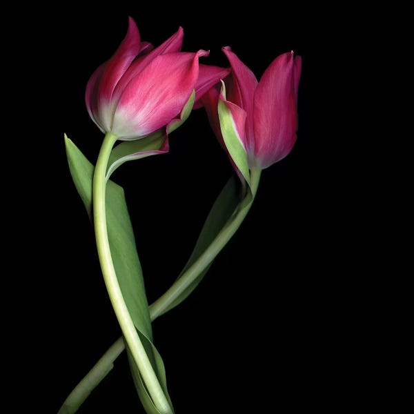 Still Life Photography: Tulips Pink I by Magda Indigo
