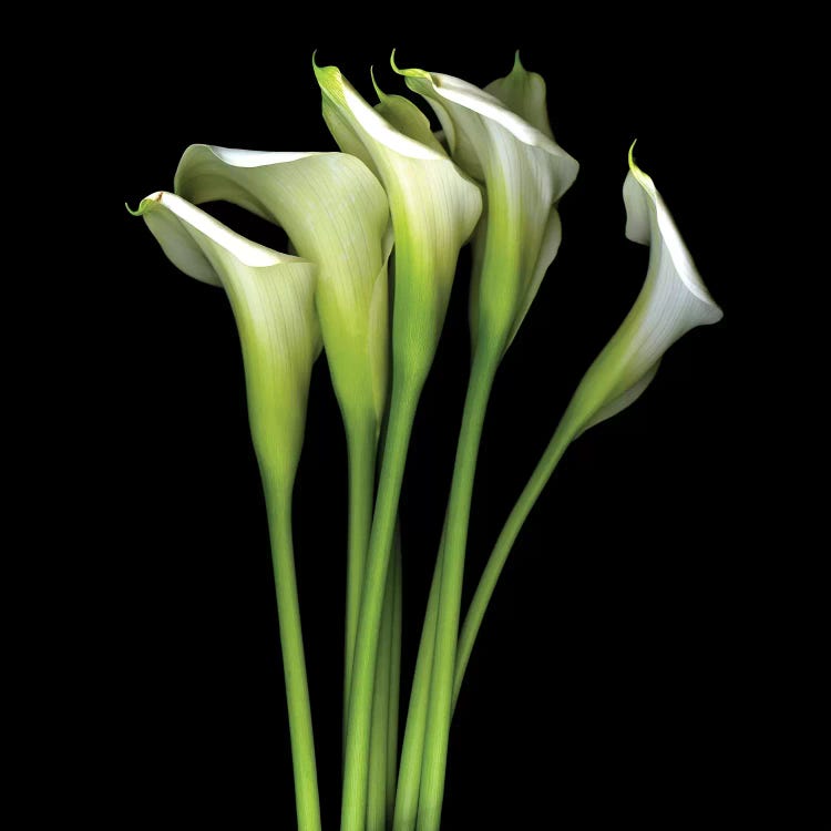 White Calla XIII