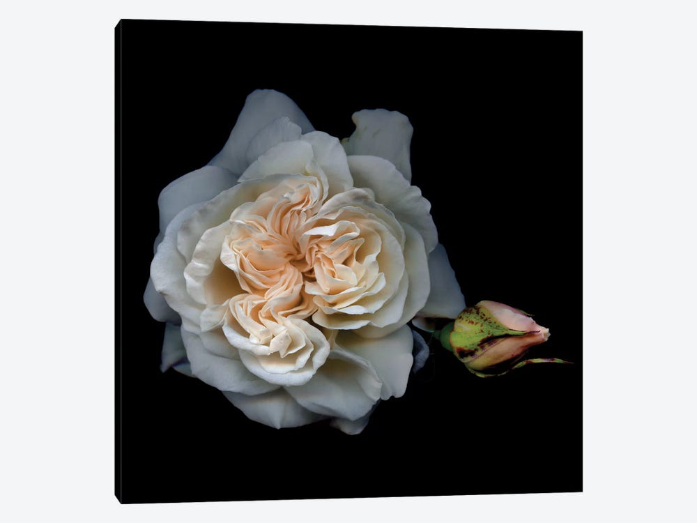 White Rose Art Print by Magda Indigo