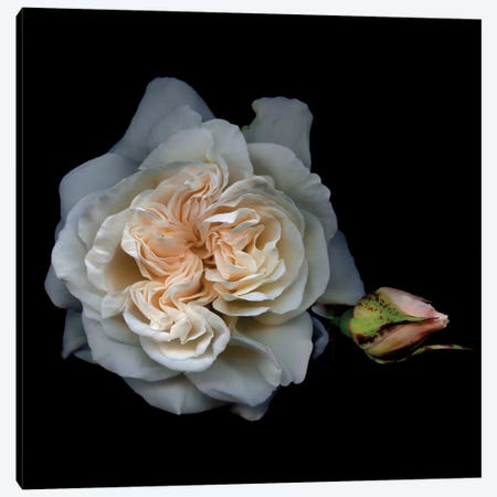 White Rose I Canvas Print #MAG382} by Magda Indigo Art Print