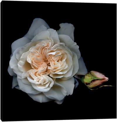 White Rose I Canvas Art Print - Magda Indigo