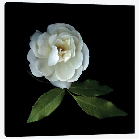 White Roses XIV Canvas Print #MAG383} by Magda Indigo Art Print