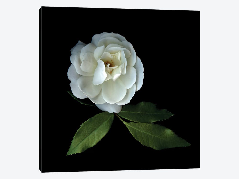 White Roses XIV 1-piece Canvas Art Print
