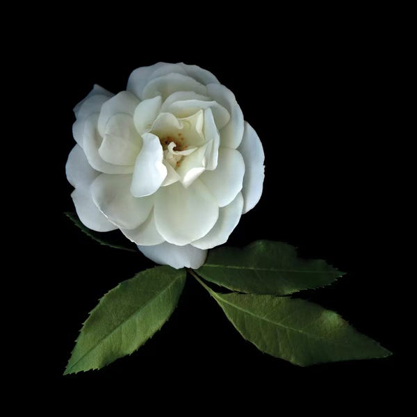 Macro Photography: White Roses XIV by Magda Indigo