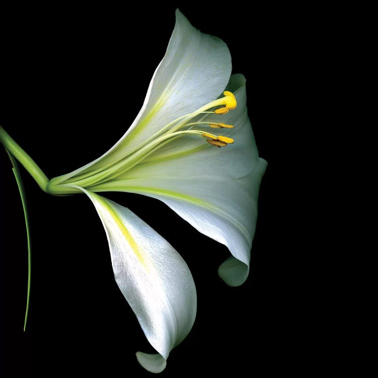 White Trumpet Lily IV