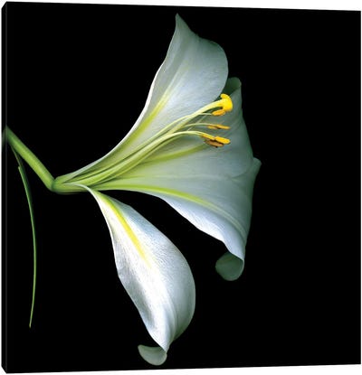 White Trumpet Lily IV Canvas Art Print - Magda Indigo
