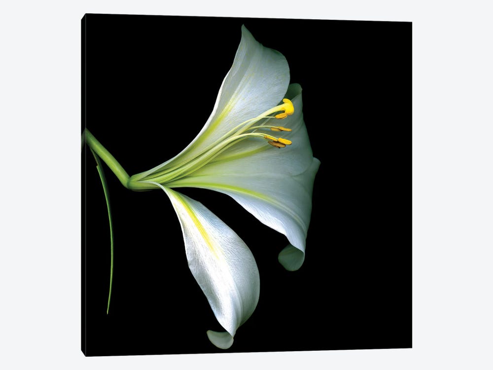 White Trumpet Lily IV by Magda Indigo 1-piece Canvas Print