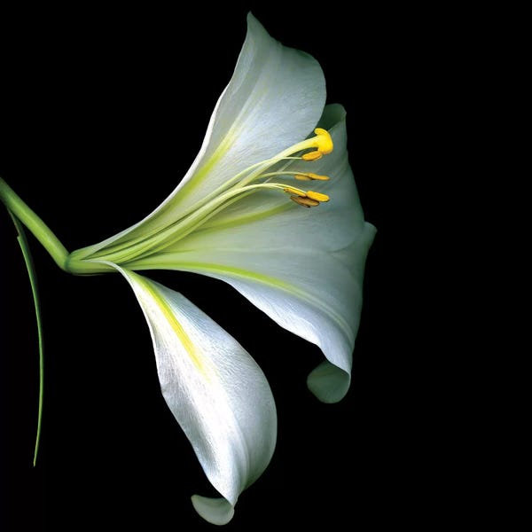 Lilies: White Trumpet Lily IV by Magda Indigo