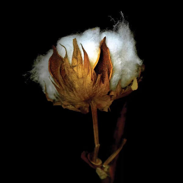 Macro Photography: Xmas Cotton LXXV by Magda Indigo