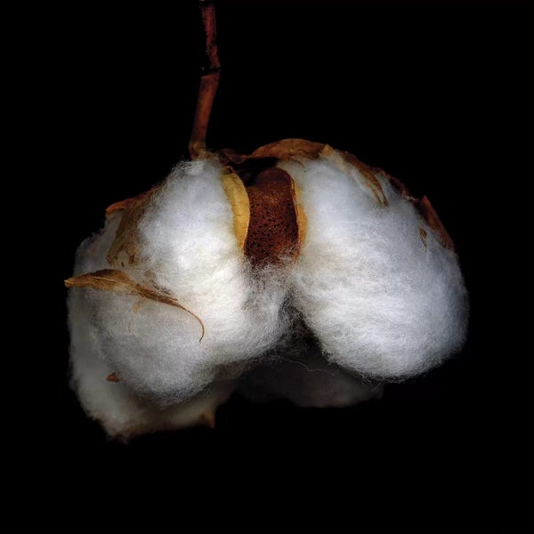 Macro Photography: Xmas Cotton LXXVIII by Magda Indigo