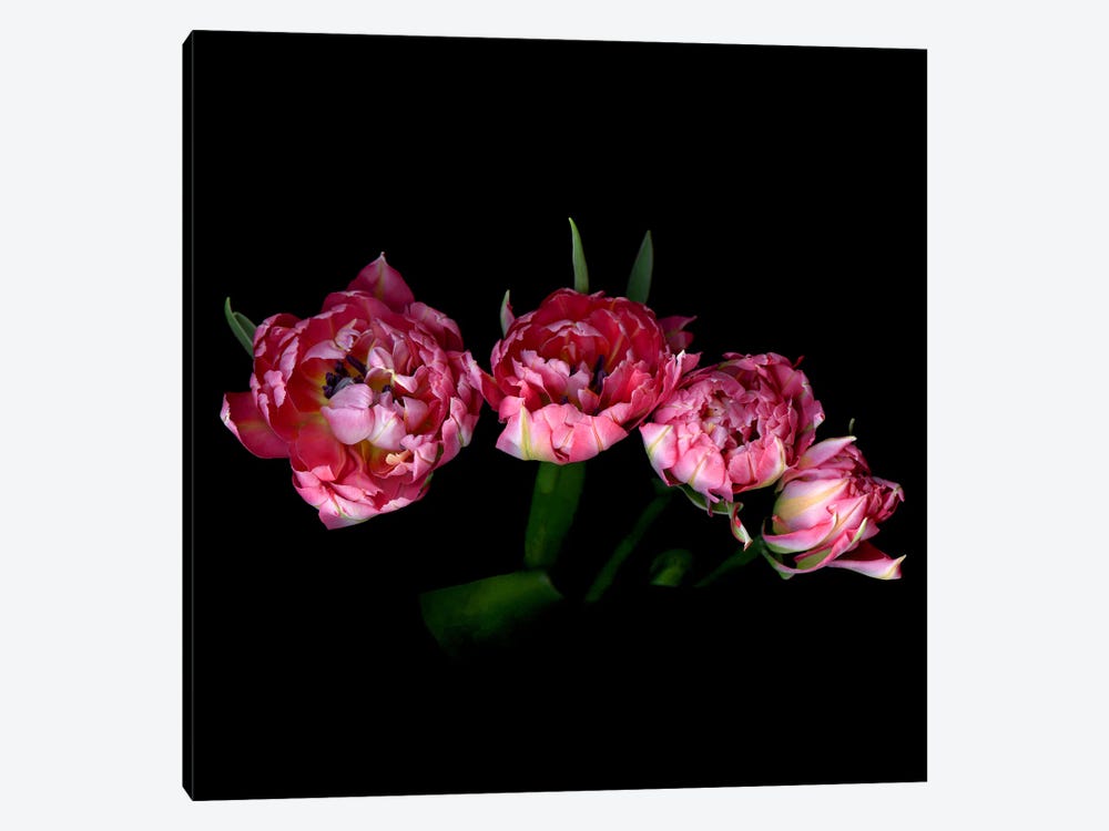 A Bouquet Of Double Tulips Seen From Above by Magda Indigo 1-piece Canvas Artwork
