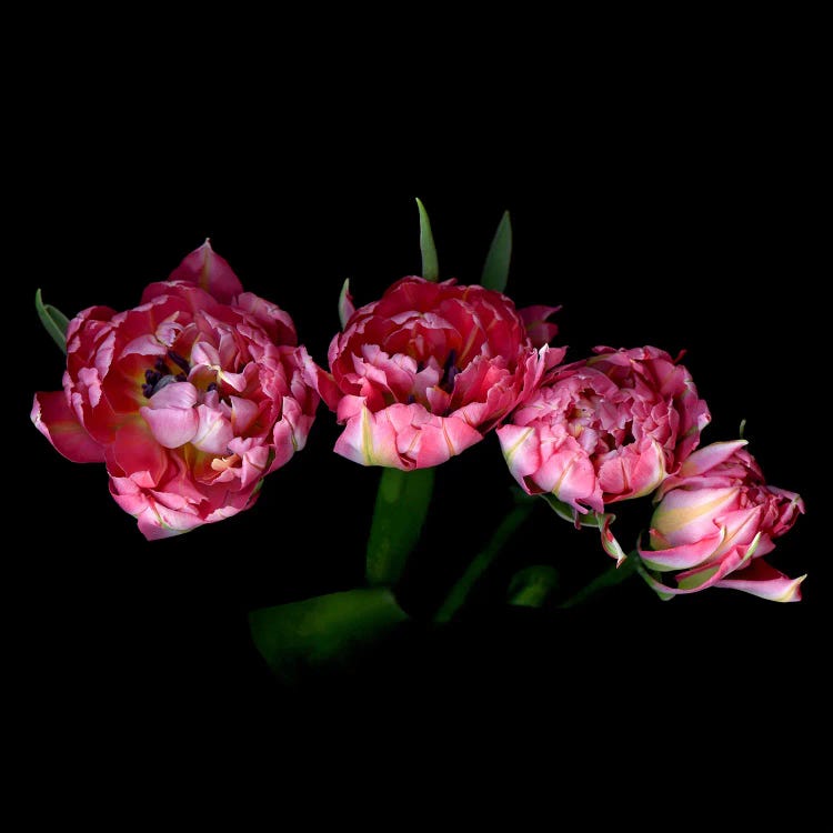 A Bouquet Of Double Tulips Seen From Above