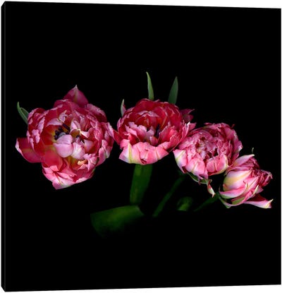 A Bouquet Of Double Tulips Seen From Above Canvas Art Print - Magda Indigo