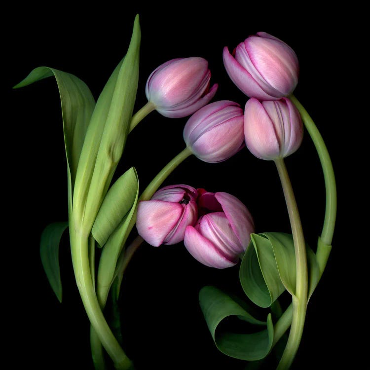 A Composition Of Pink Tulips