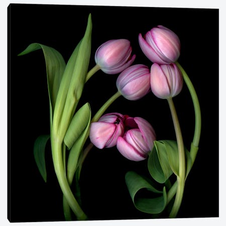 A Composition Of Pink Tulips Canvas Print #MAG389} by Magda Indigo Art Print
