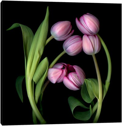 A Composition Of Pink Tulips Canvas Art Print - Magda Indigo