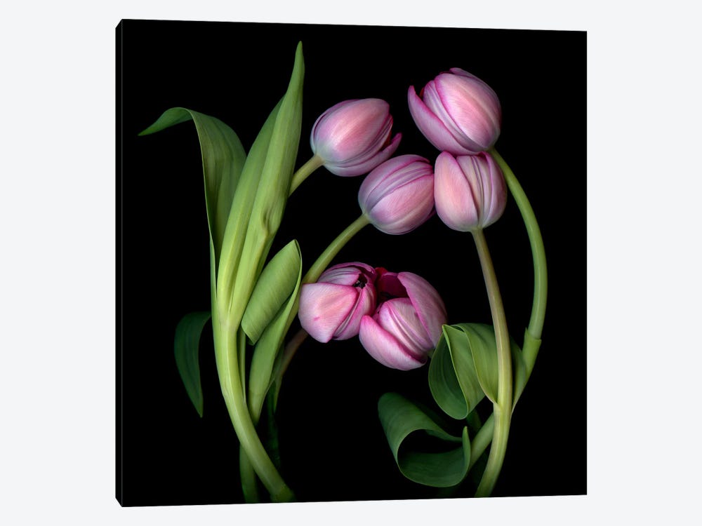 A Composition Of Pink Tulips by Magda Indigo 1-piece Canvas Art Print