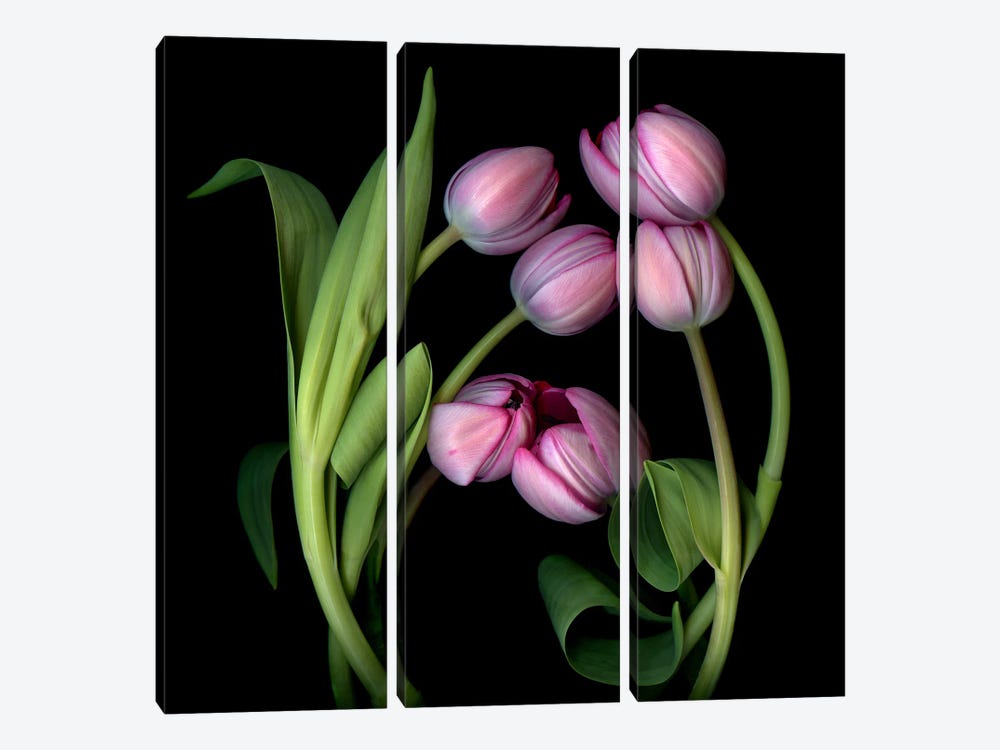 A Composition Of Pink Tulips by Magda Indigo 3-piece Canvas Art Print