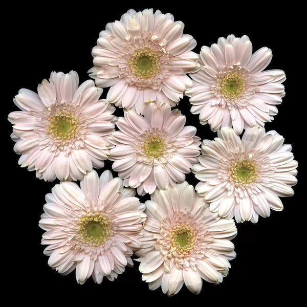 Asters: Le Carnaval des Fleurs by Magda Indigo