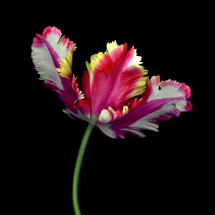 A Dramatic Single Colourful Open Tulip