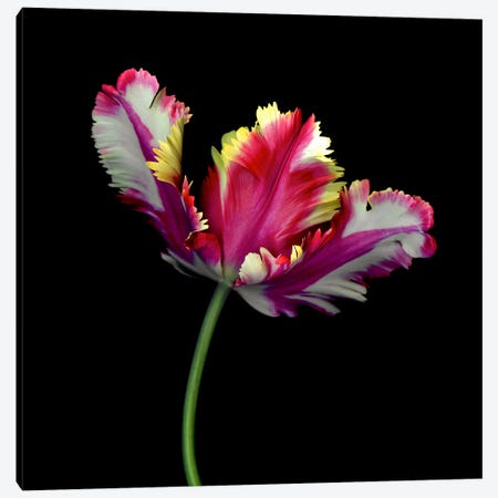 A Dramatic Single Colourful Open Tulip Canvas Print #MAG390} by Magda Indigo Canvas Wall Art