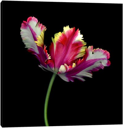 A Dramatic Single Colourful Open Tulip Canvas Art Print - Magda Indigo