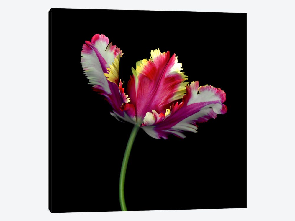 A Dramatic Single Colourful Open Tulip by Magda Indigo 1-piece Canvas Print