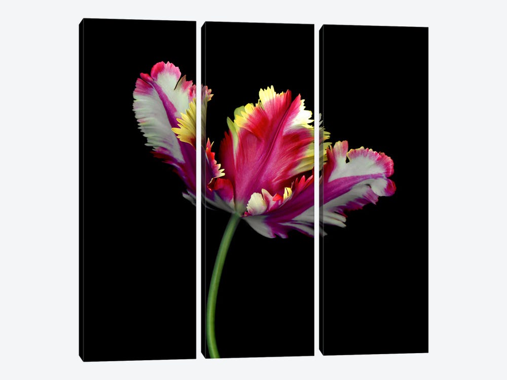 A Dramatic Single Colourful Open Tulip by Magda Indigo 3-piece Art Print