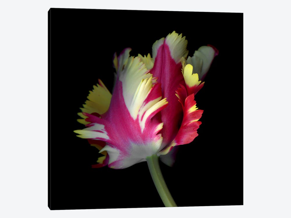 A Dynamic Composition Of A Pink, Yellow And White Tulip by Magda Indigo 1-piece Canvas Artwork