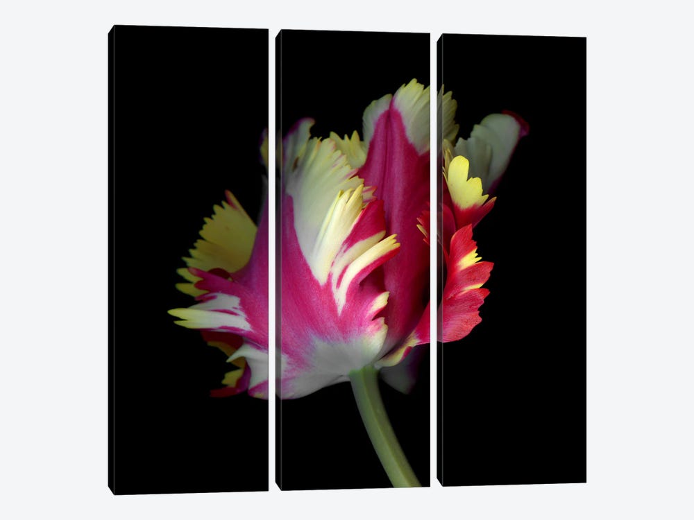 A Dynamic Composition Of A Pink, Yellow And White Tulip by Magda Indigo 3-piece Canvas Wall Art