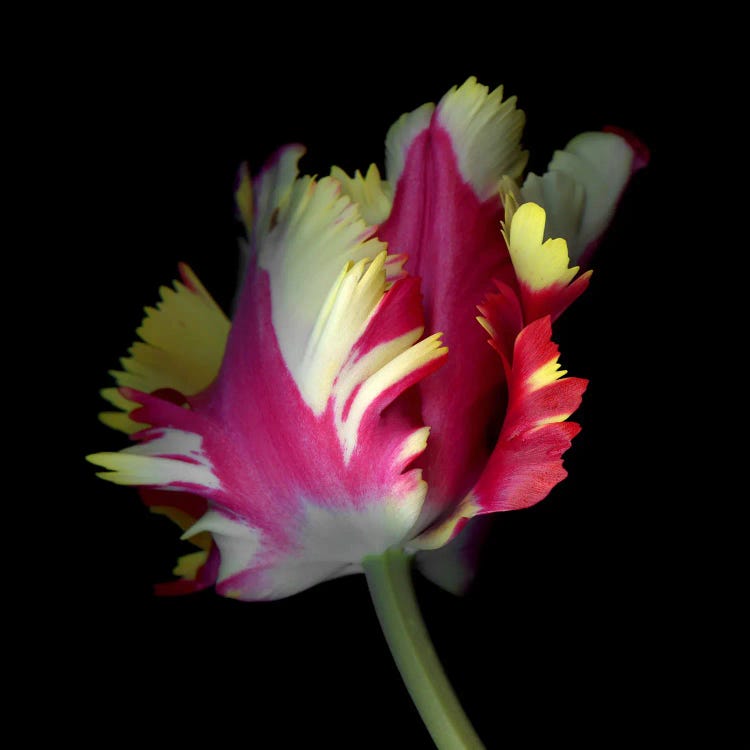 A Dynamic Composition Of A Pink, Yellow And White Tulip