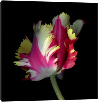 A Dynamic Composition Of A Pink, Yellow And White Tulip Canvas Art Print - Magda Indigo