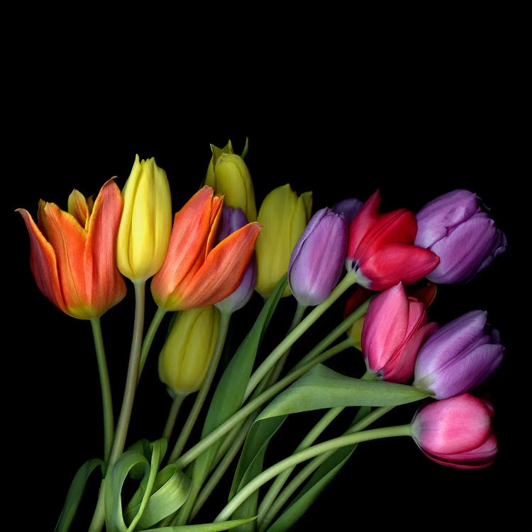 A Large Bouquet Of Orange, Yellow, Purple And Pink Tulips